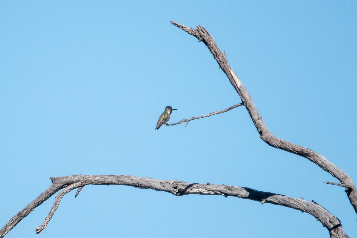 Costa's Hummingbird - ML619905892