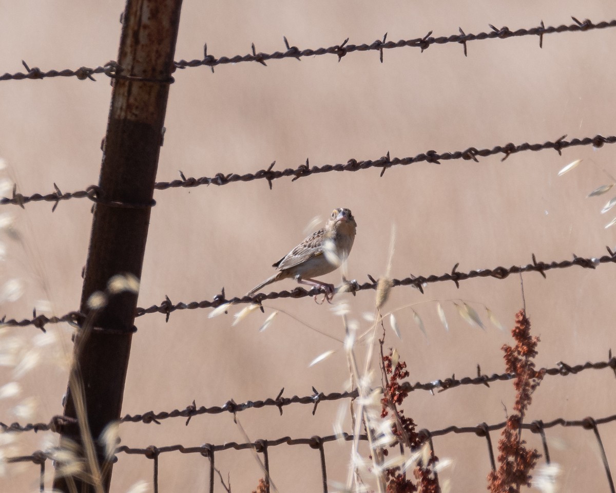 Grasshopper Sparrow - ML619905902