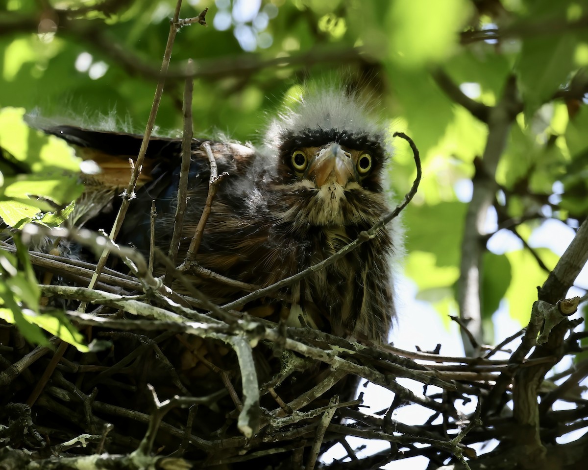 Green Heron - ML619905905