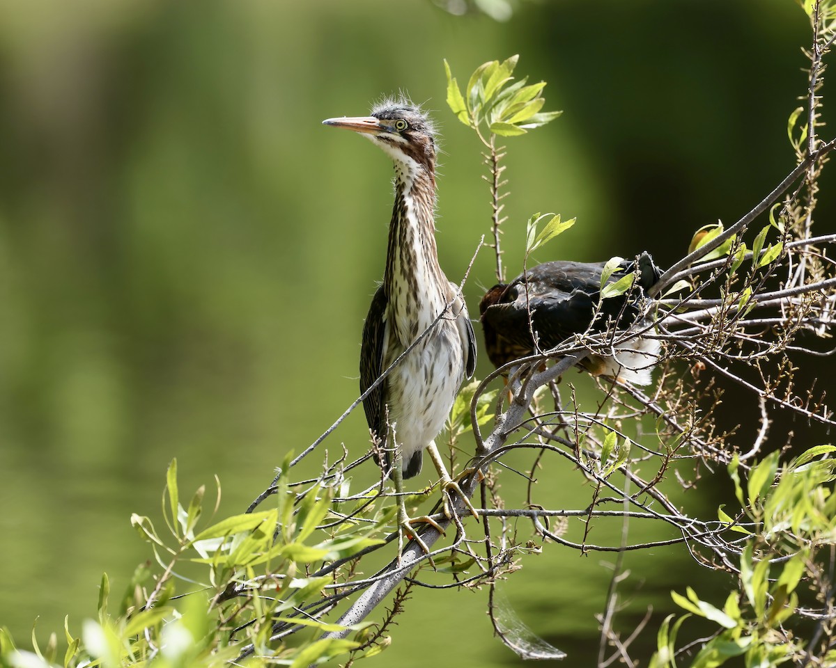 Green Heron - ML619905906