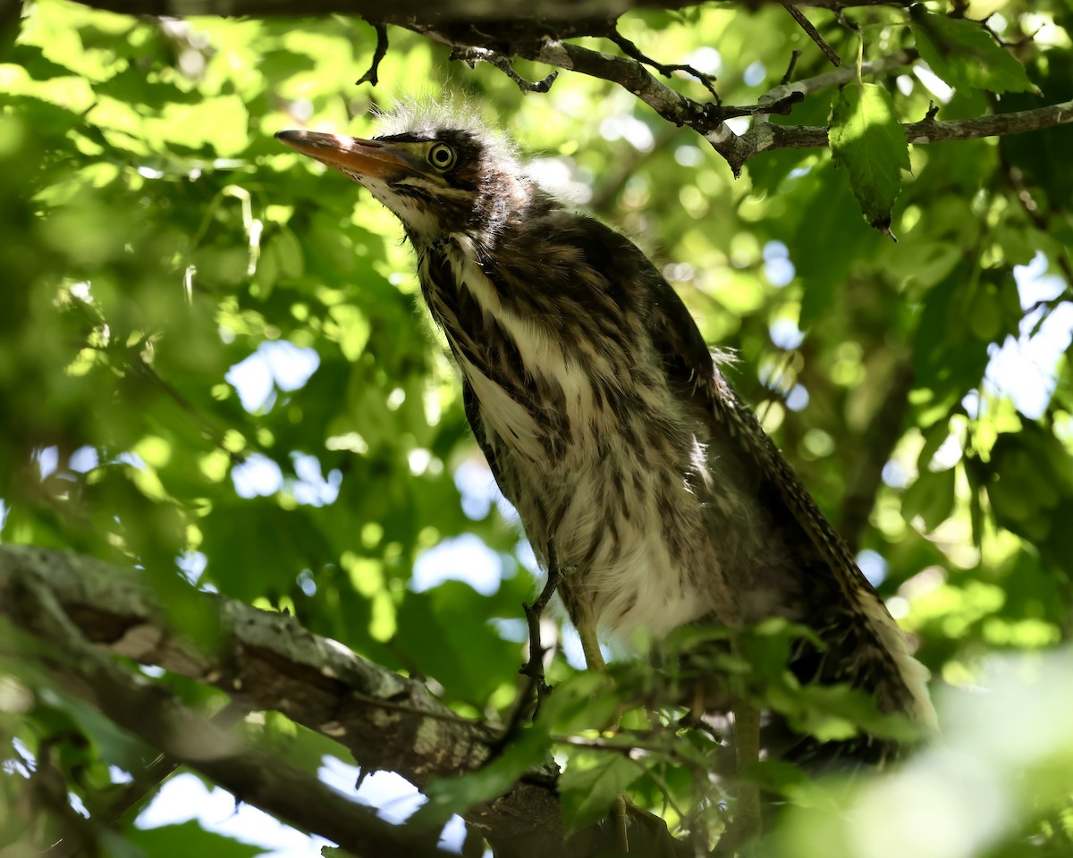 Green Heron - ML619905908