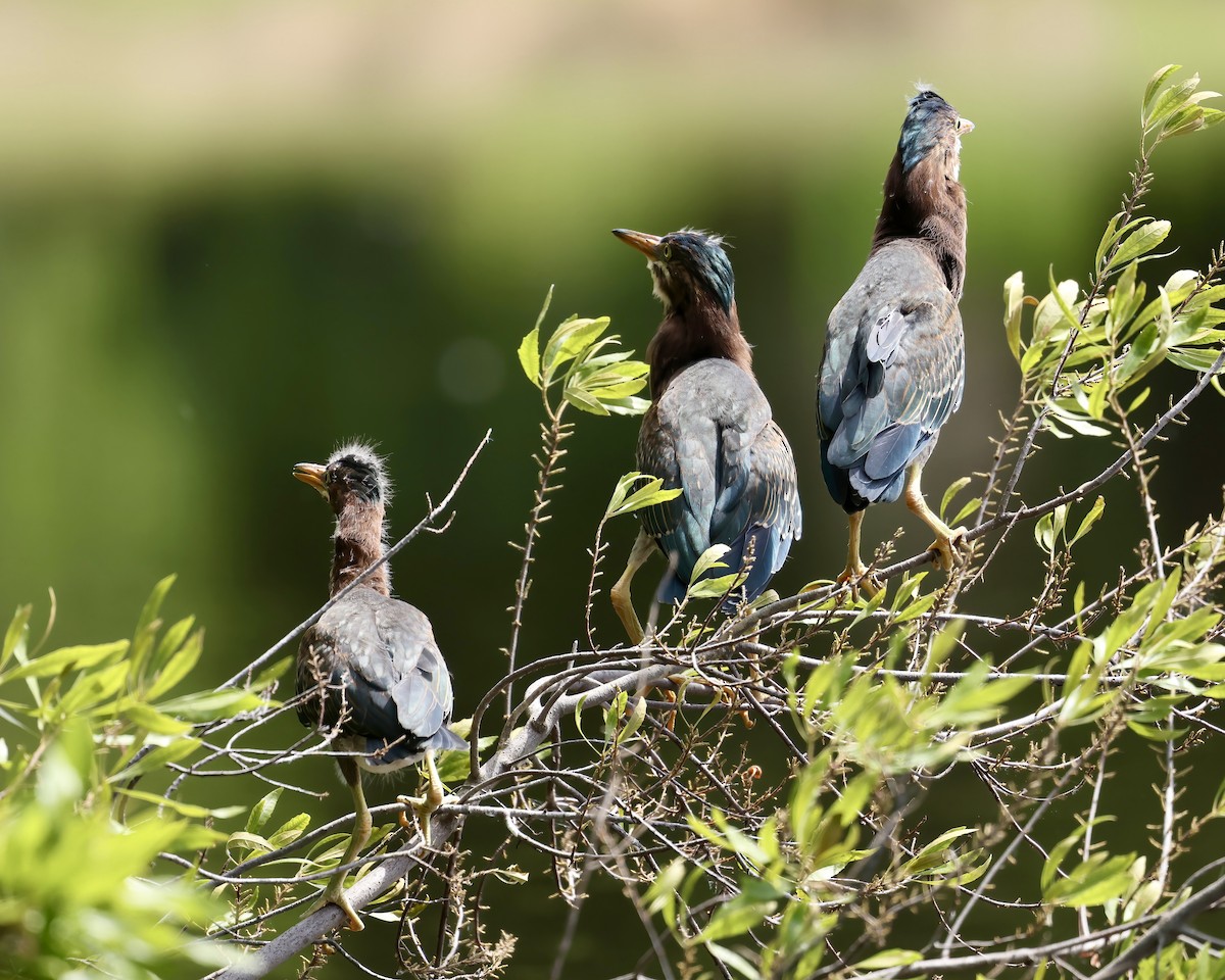 Green Heron - ML619905909