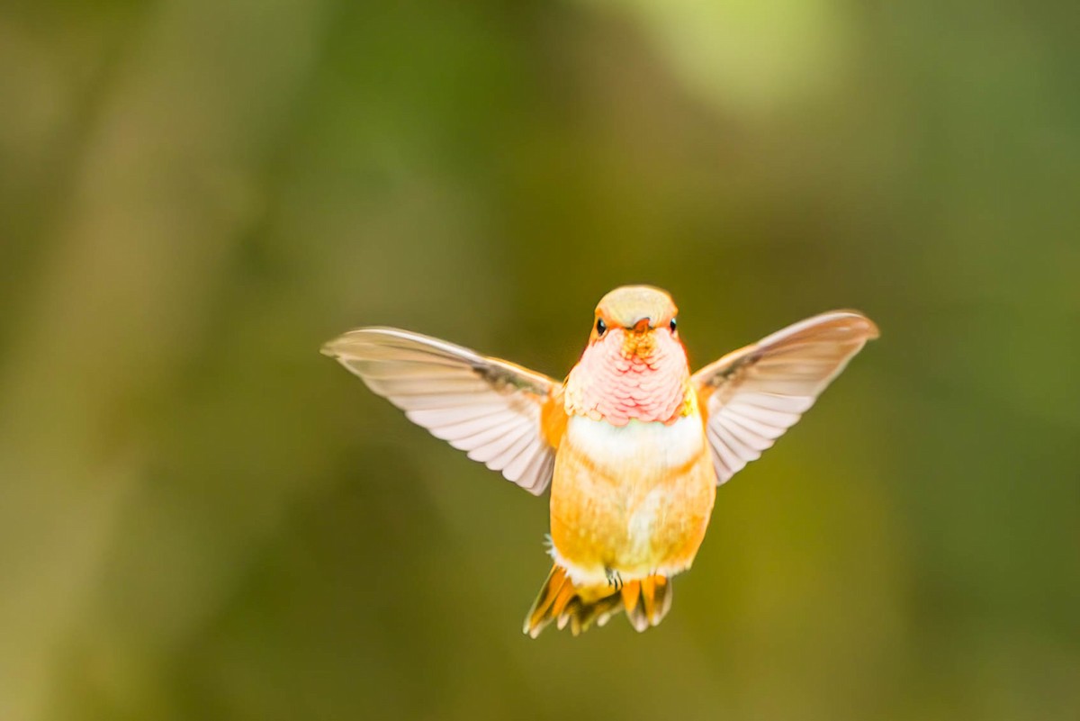 Colibrí Rufo - ML619905916