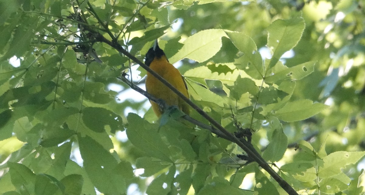 Baltimore Oriole - ML619905927