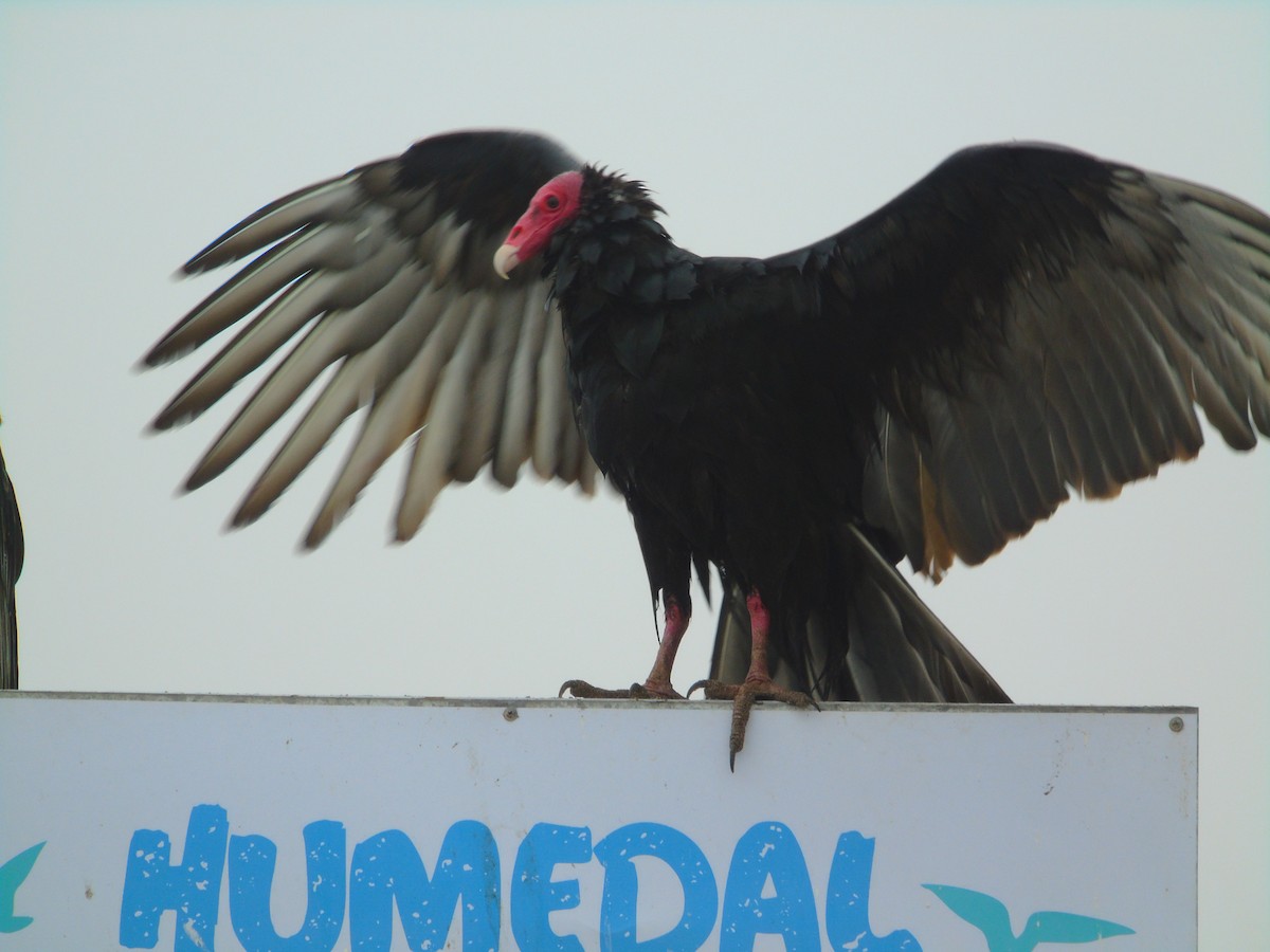 Turkey Vulture - ML619905931