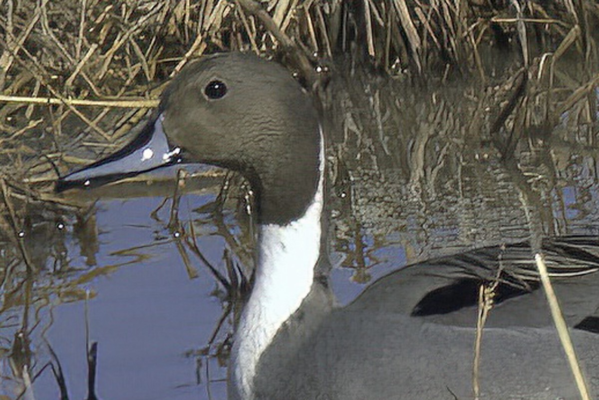 Northern Pintail - ML619905933