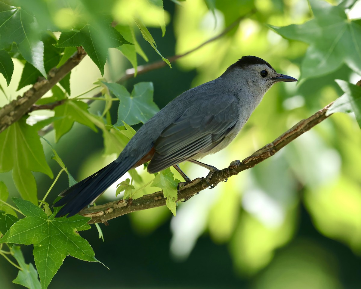 Pájaro Gato Gris - ML619905940