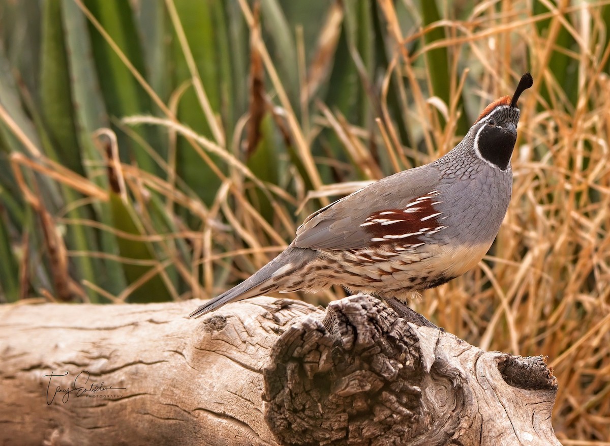 Gambel's Quail - ML619905958