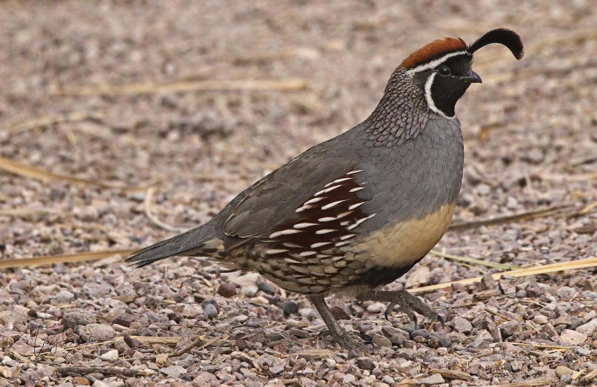 Gambel's Quail - ML619905959