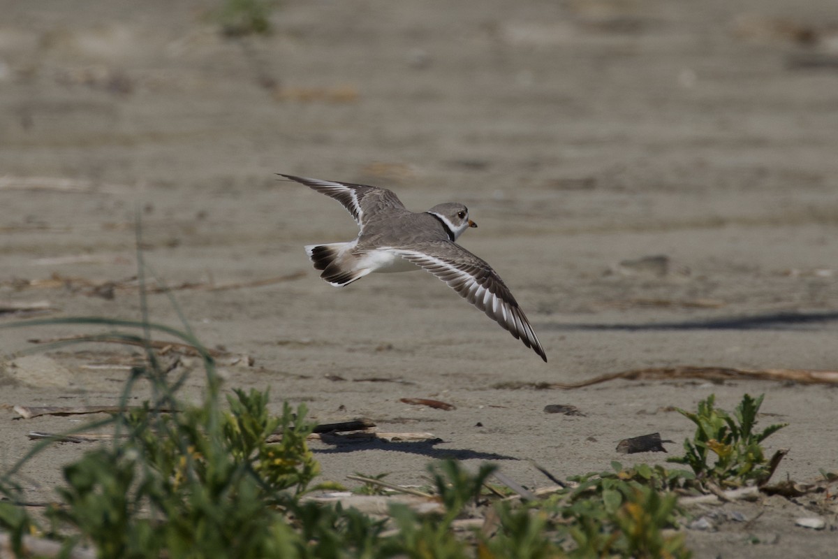 Piping Plover - ML619905960