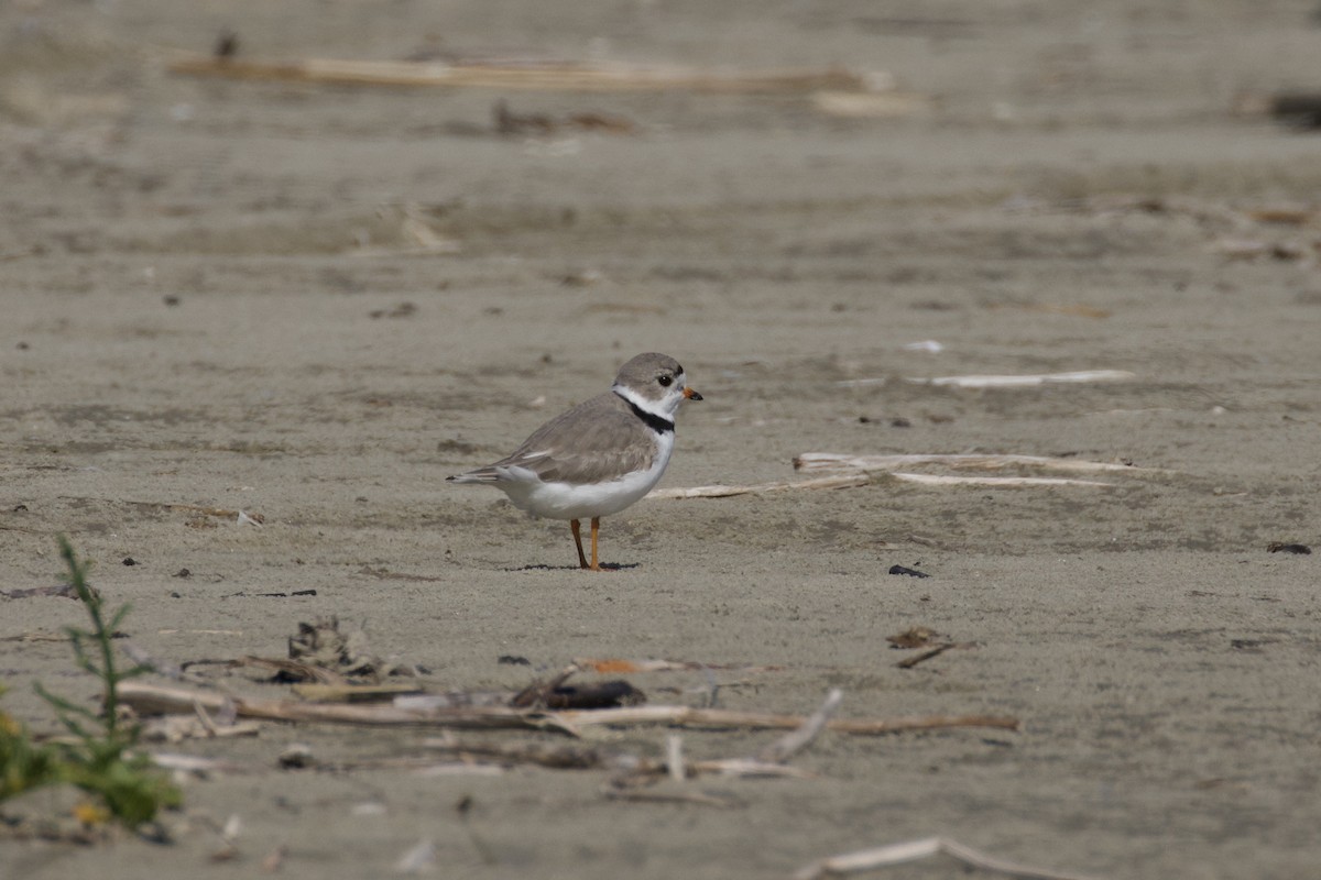 Piping Plover - ML619905961
