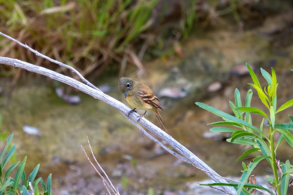 Western Flycatcher - ML619905973