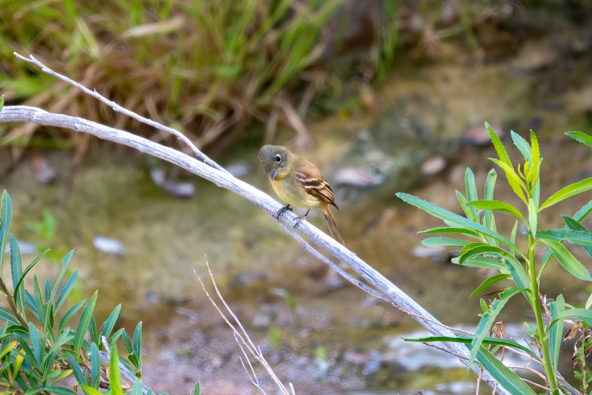 Western Flycatcher - ML619905974