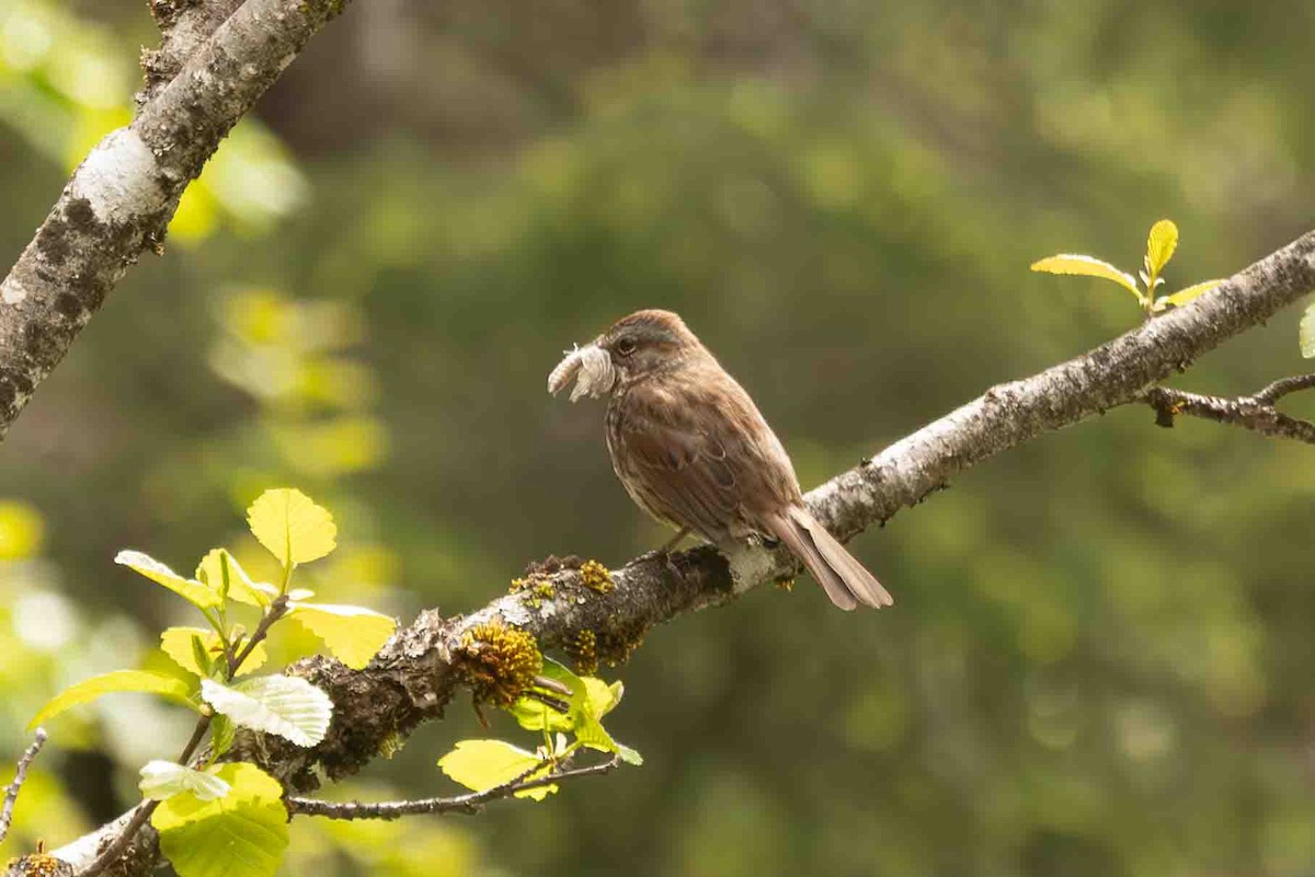 Song Sparrow - Scott Fischer