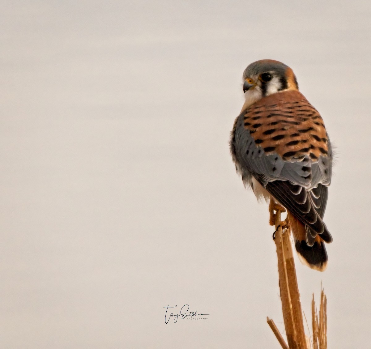 American Kestrel - ML619905987