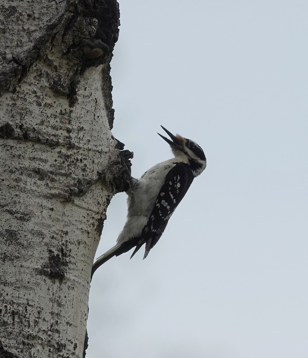 Hairy Woodpecker - ML619905988
