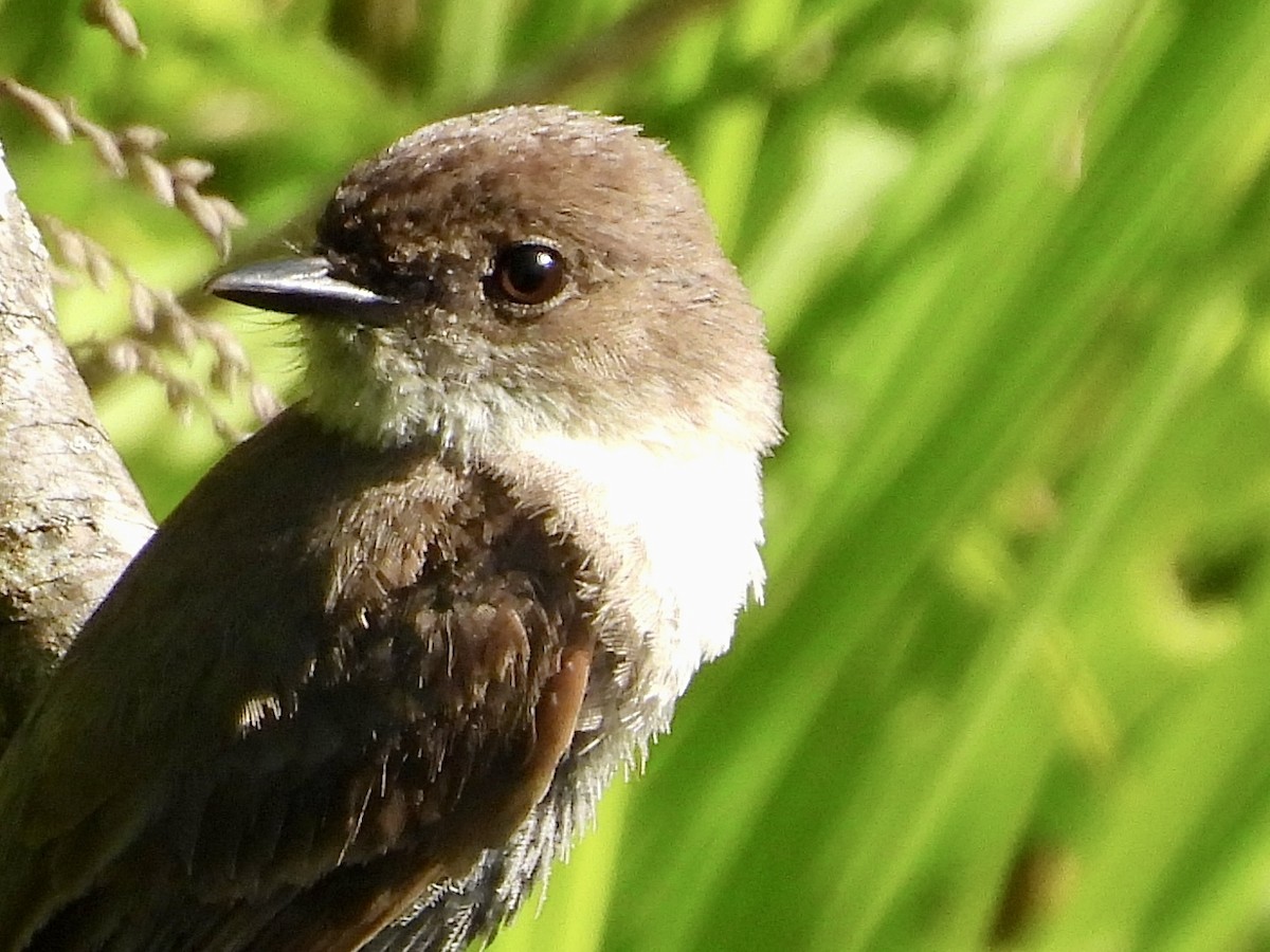 Eastern Phoebe - ML619905990