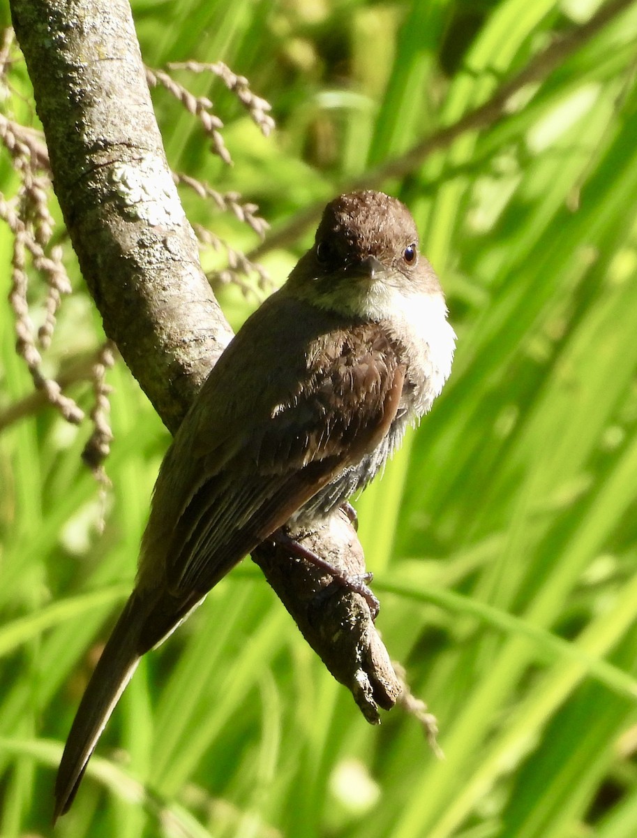 Eastern Phoebe - ML619905992