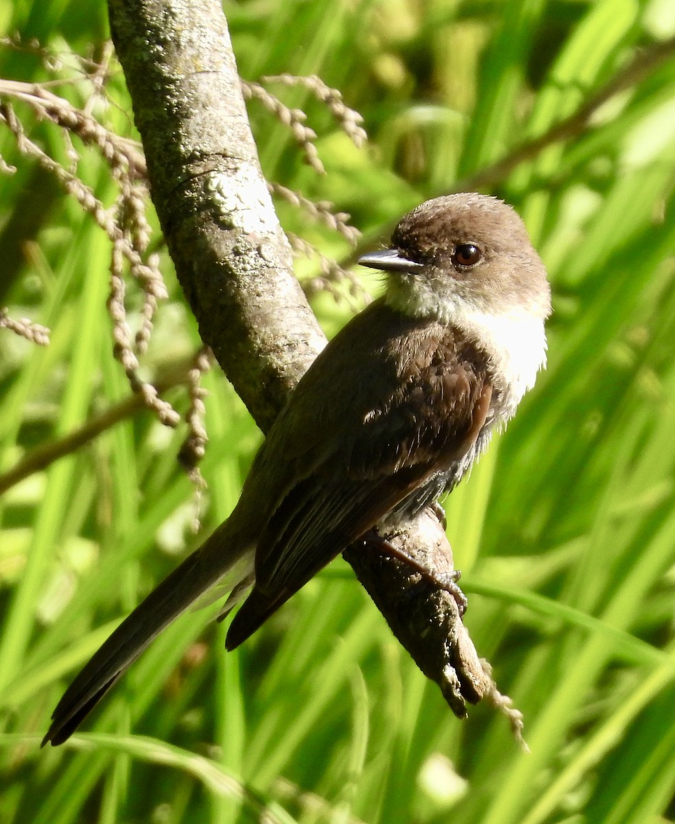 Eastern Phoebe - ML619905993