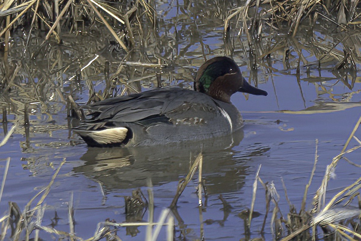 Green-winged Teal - ML619906005