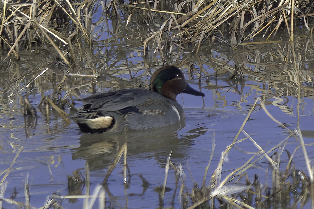 Green-winged Teal - ML619906006
