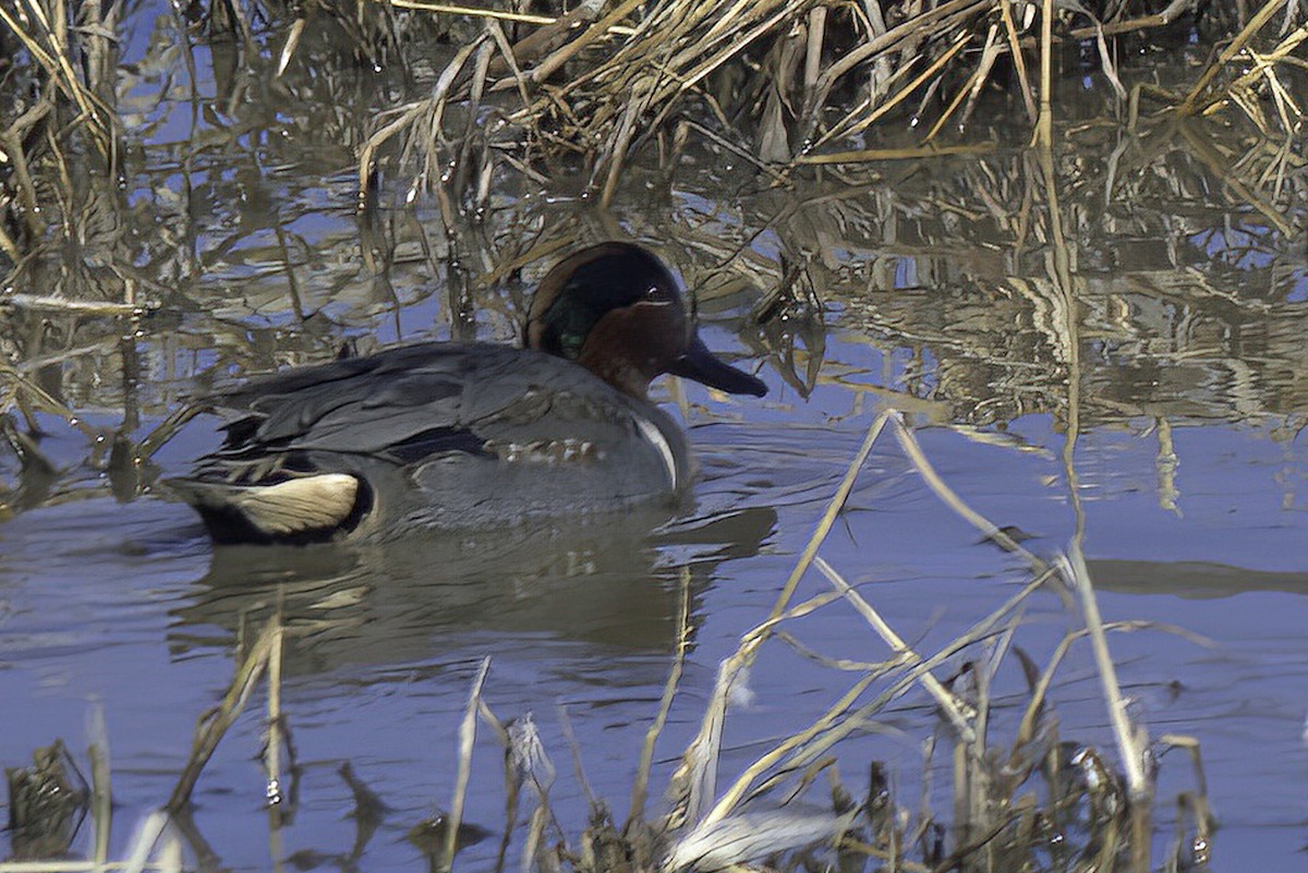 Green-winged Teal - ML619906007