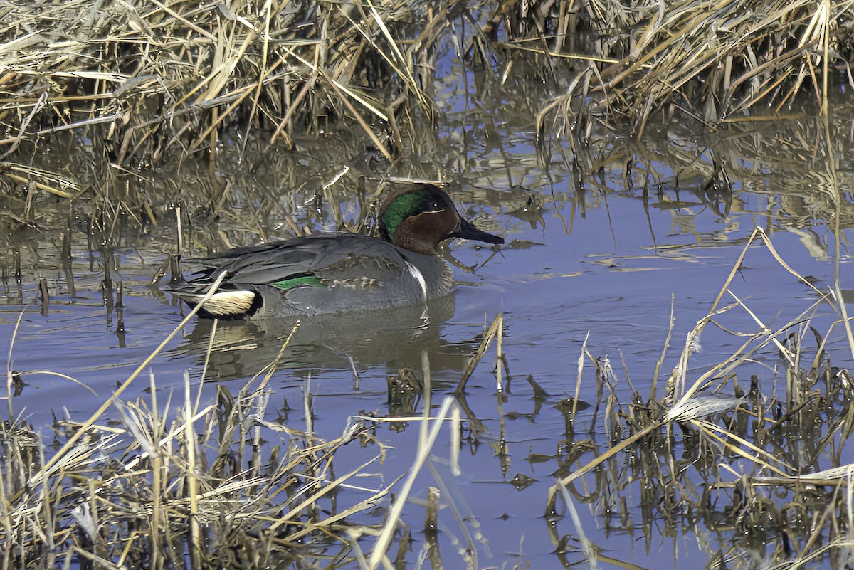Green-winged Teal - ML619906010