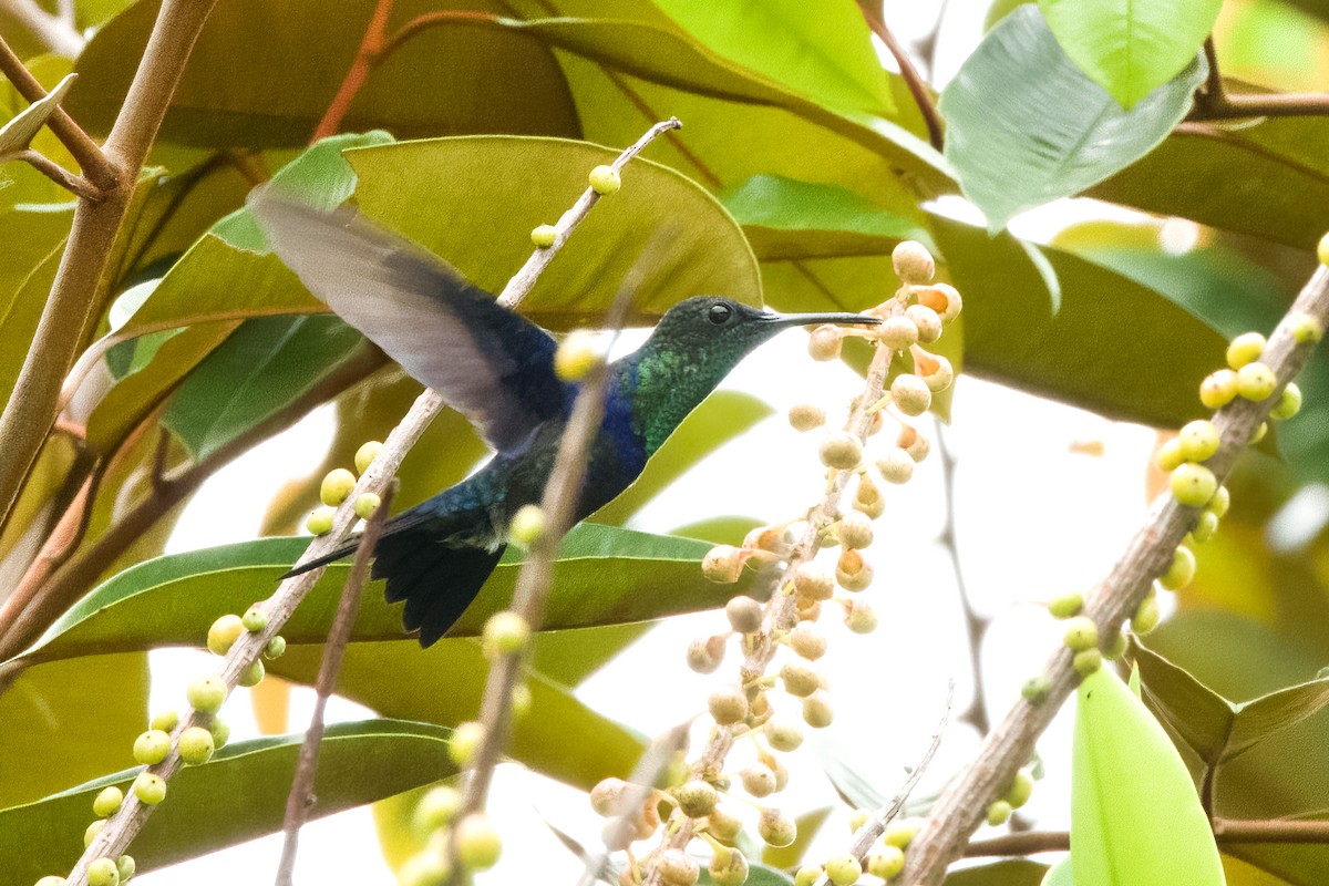 kolibřík vidloocasý - ML619906011