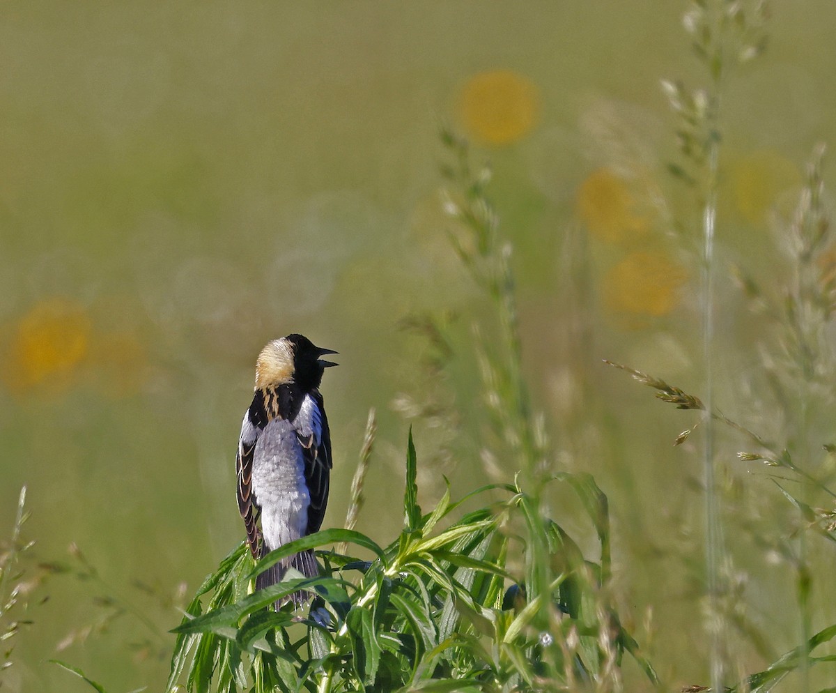 bobolink americký - ML619906013