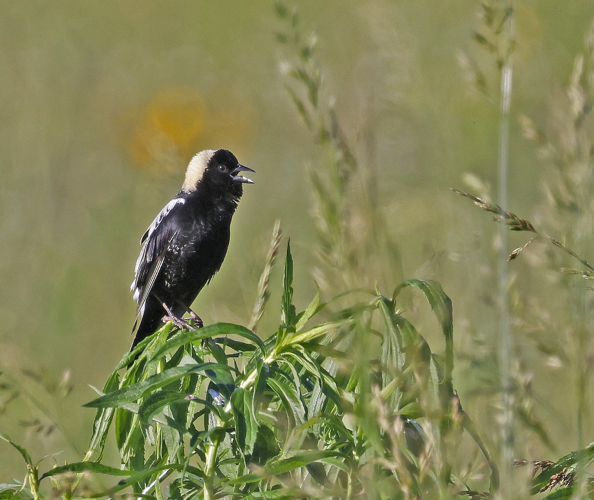 bobolink americký - ML619906014