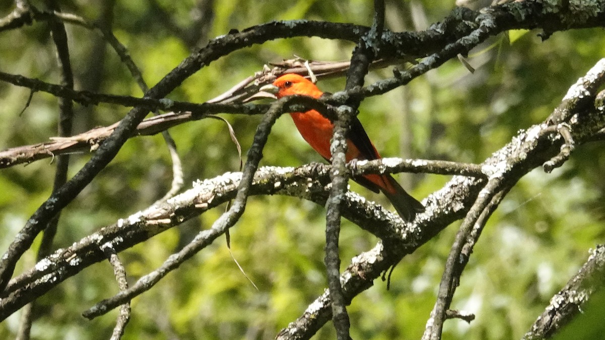 Scarlet Tanager - ML619906023