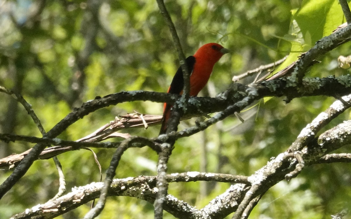 Scarlet Tanager - ML619906024