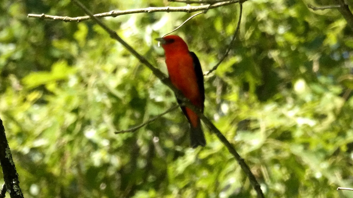 Scarlet Tanager - ML619906026