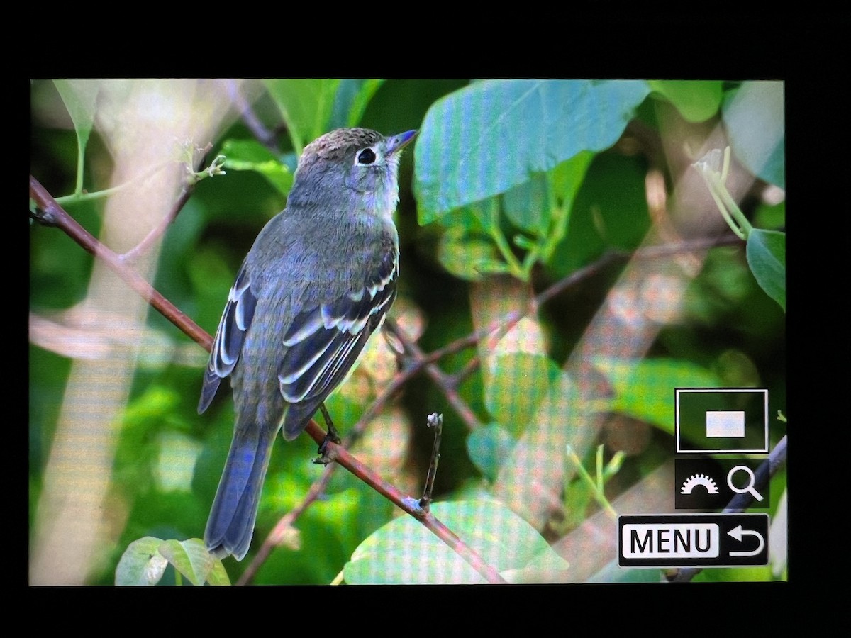 Least Flycatcher - ML619906041