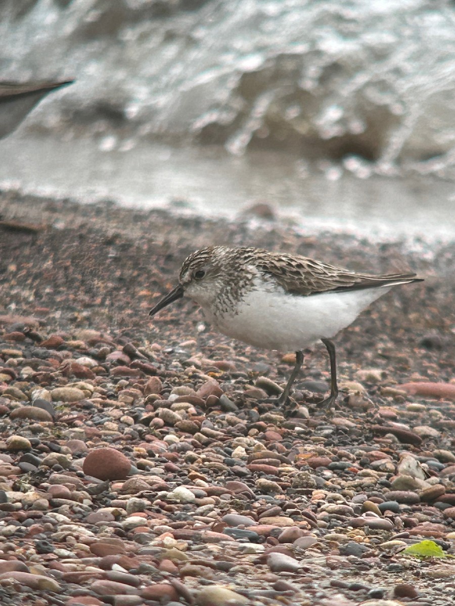 sandsnipe - ML619906054