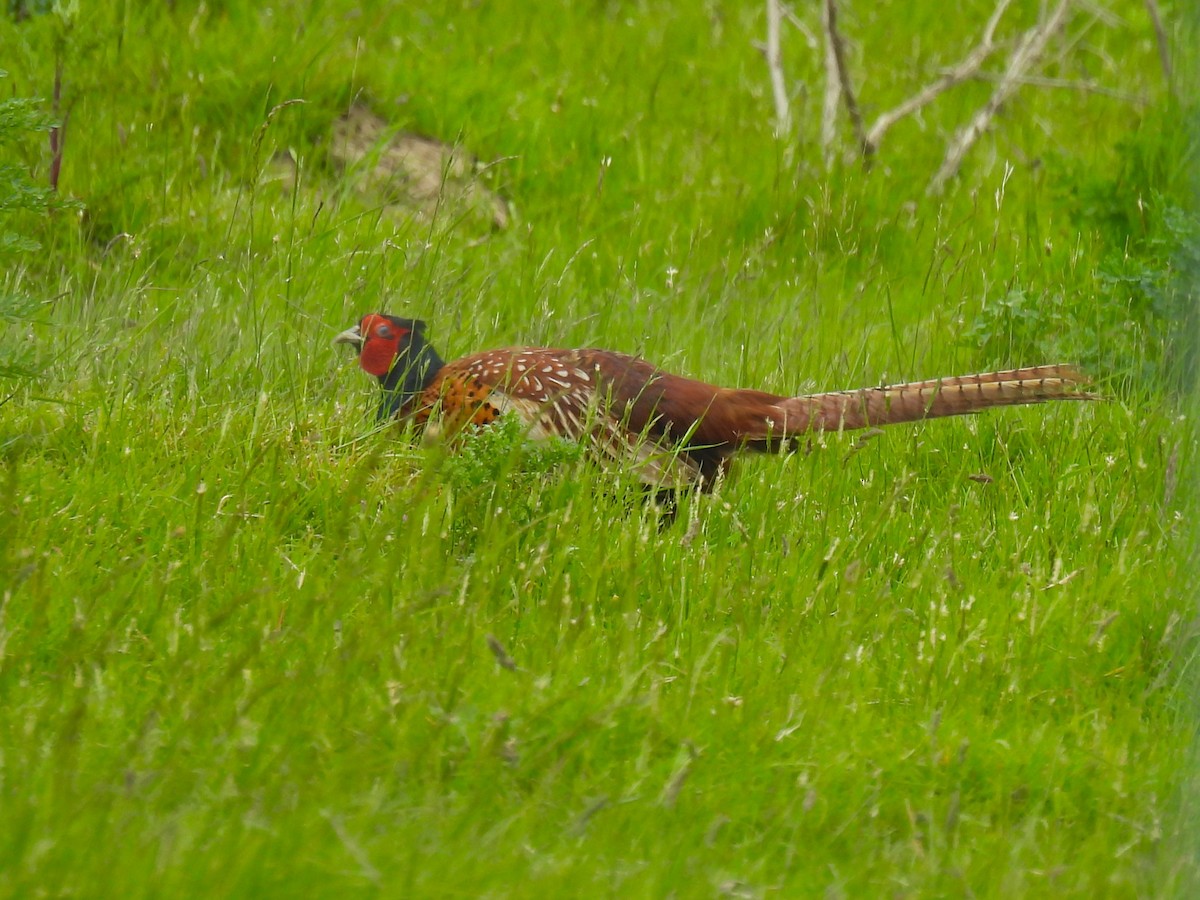 Ring-necked Pheasant - ML619906055