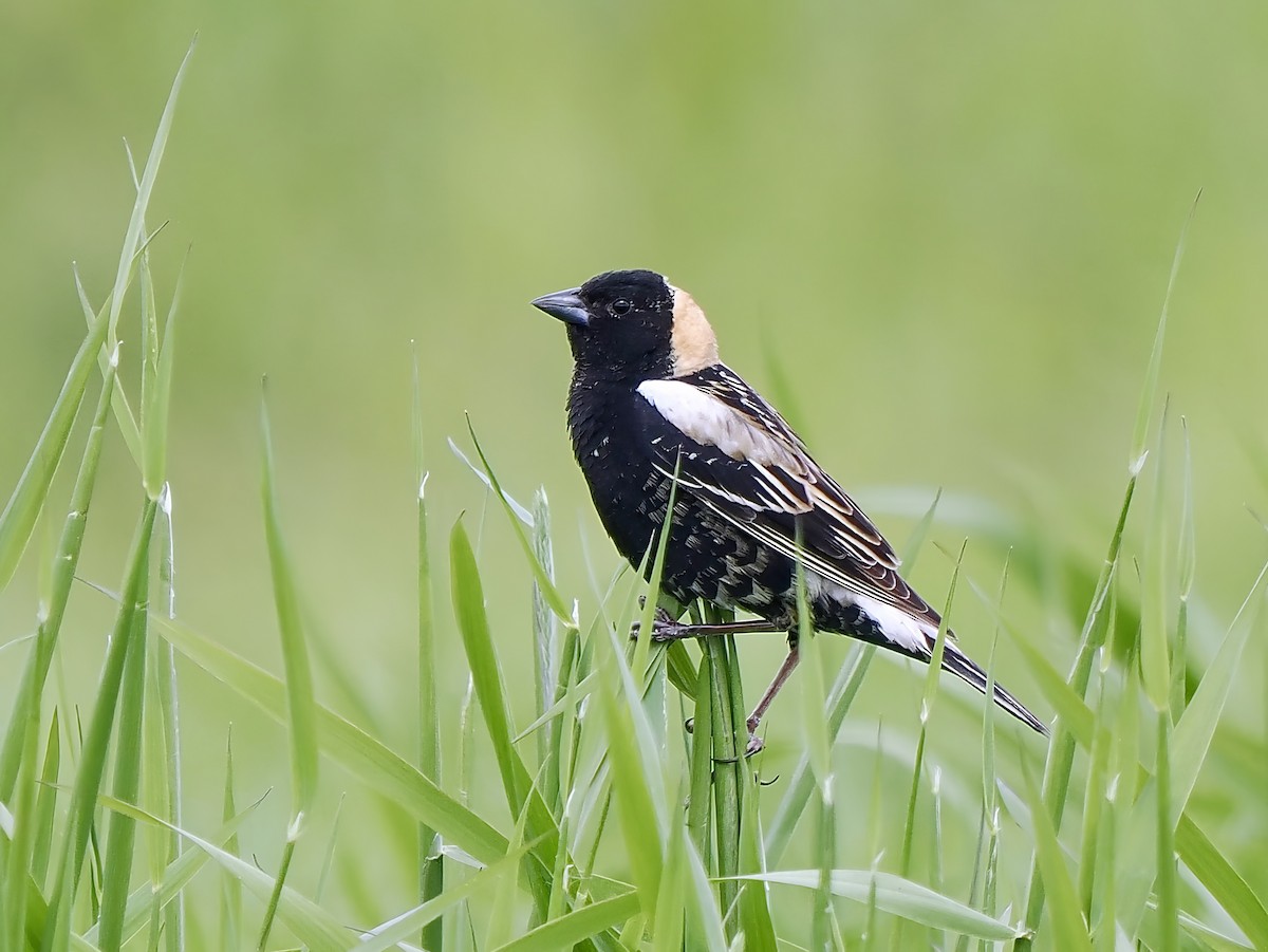 Bobolink - ML619906056