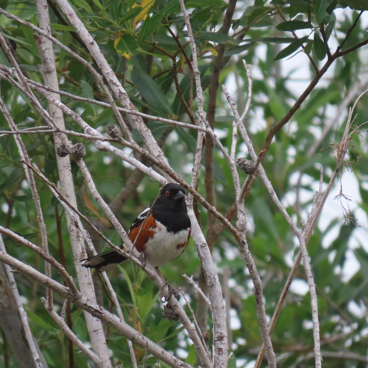 Spotted Towhee - ML619906058