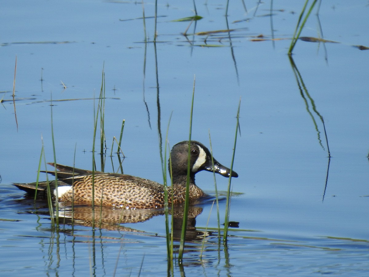 Blue-winged Teal - ML619906060