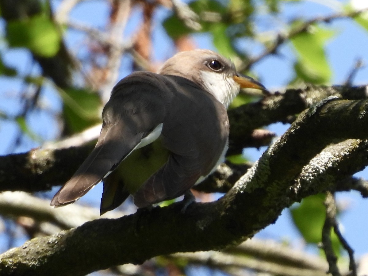 Yellow-billed Cuckoo - ML619906065