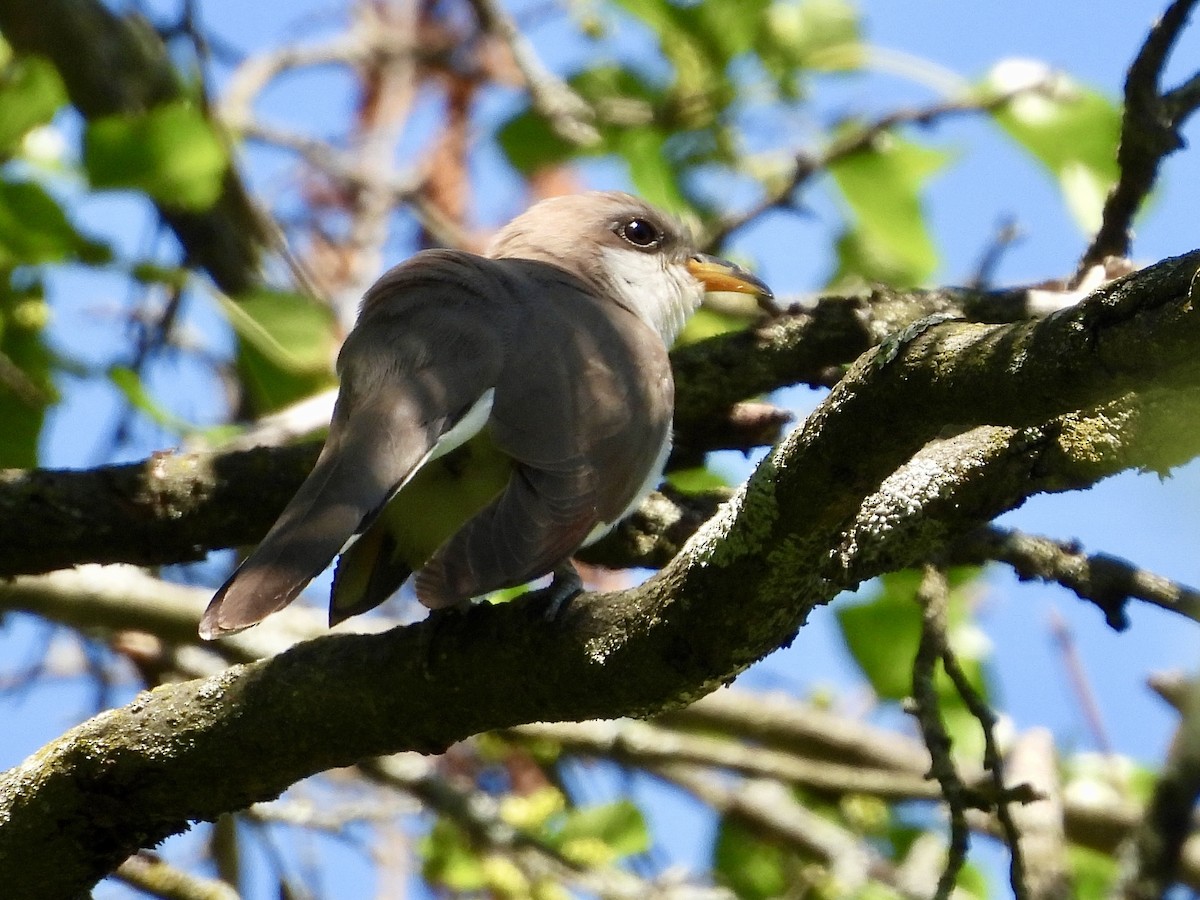 Yellow-billed Cuckoo - ML619906067