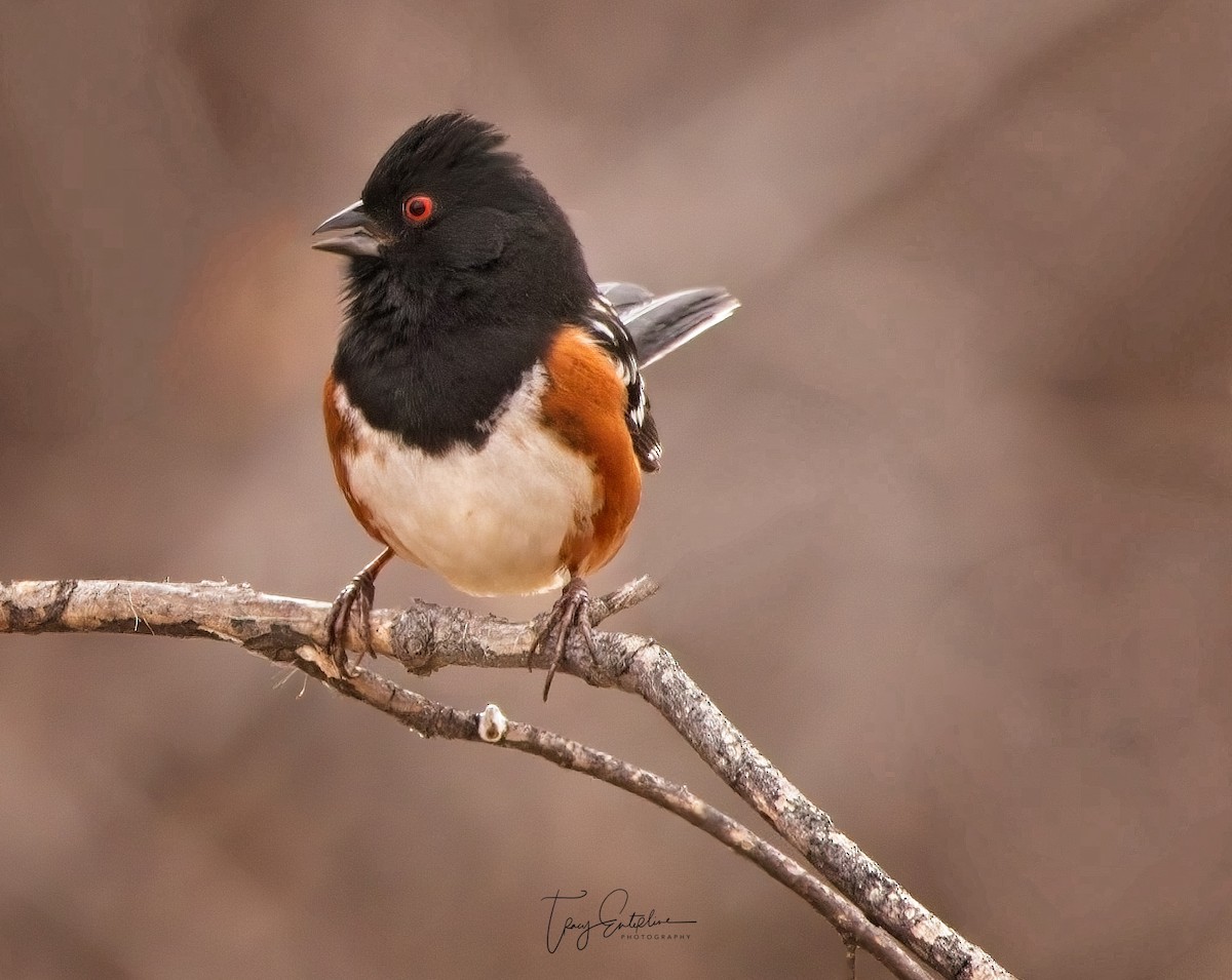 Spotted Towhee - ML619906082