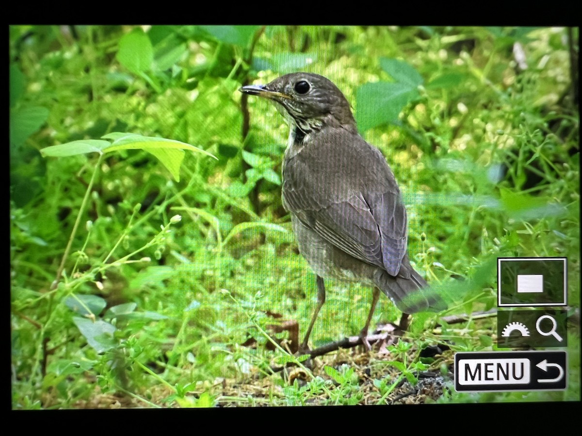 Gray-cheeked Thrush - ML619906088