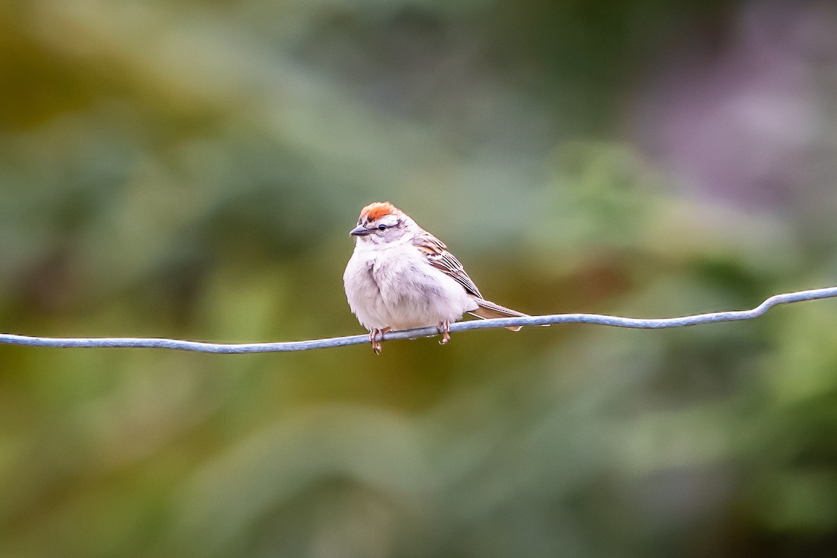 Chipping Sparrow - ML619906092