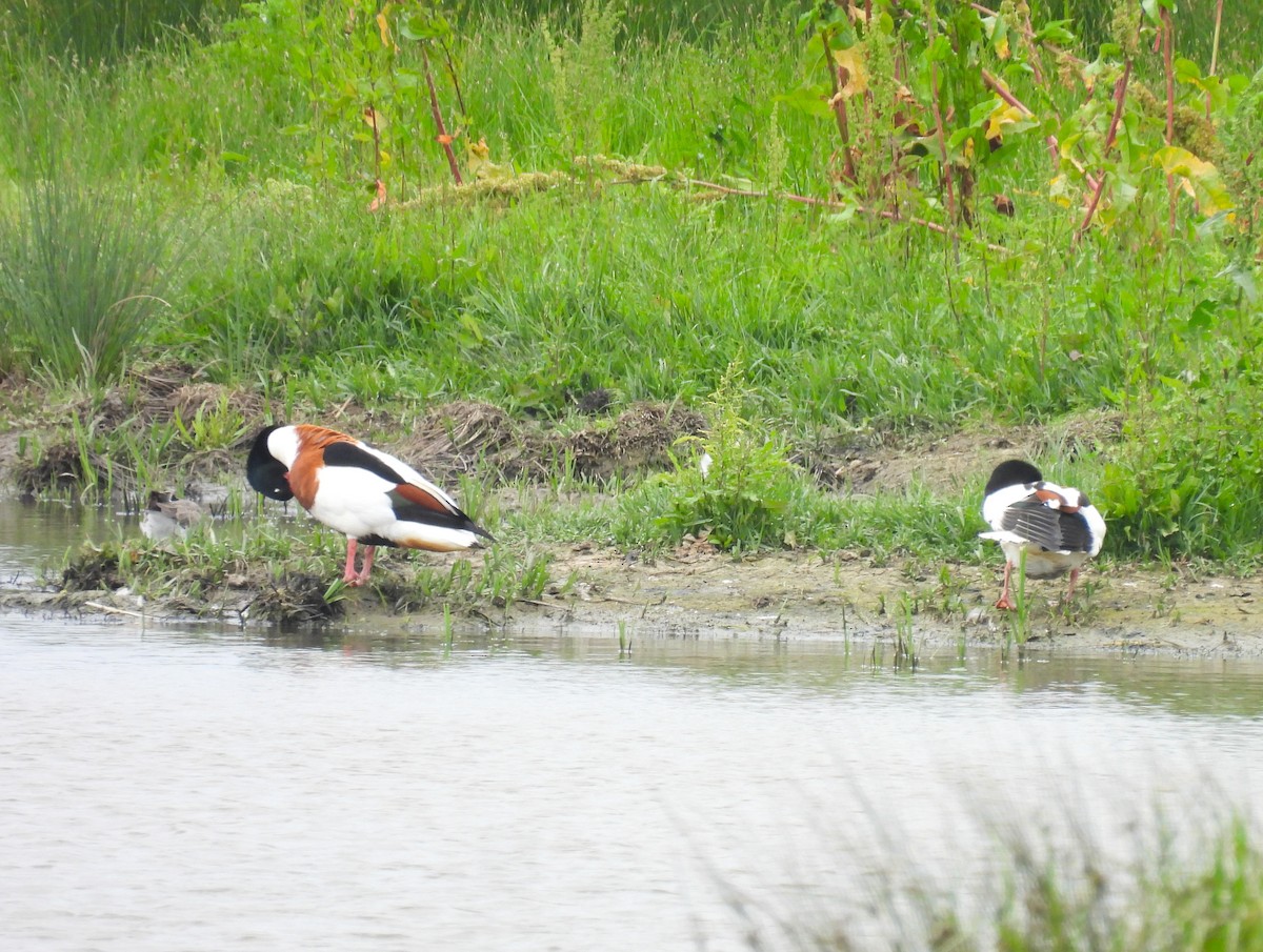 Common Shelduck - ML619906095