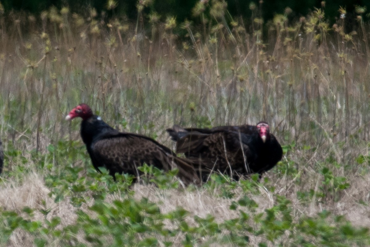 Turkey Vulture - ML619906096