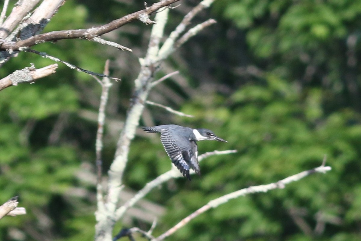 Belted Kingfisher - ML619906097