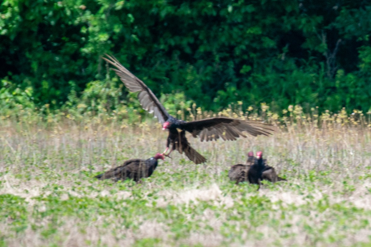 Turkey Vulture - ML619906109