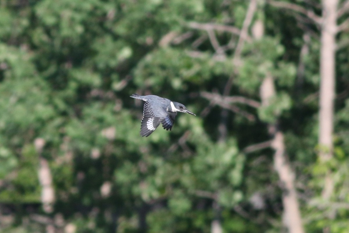 Belted Kingfisher - ML619906112