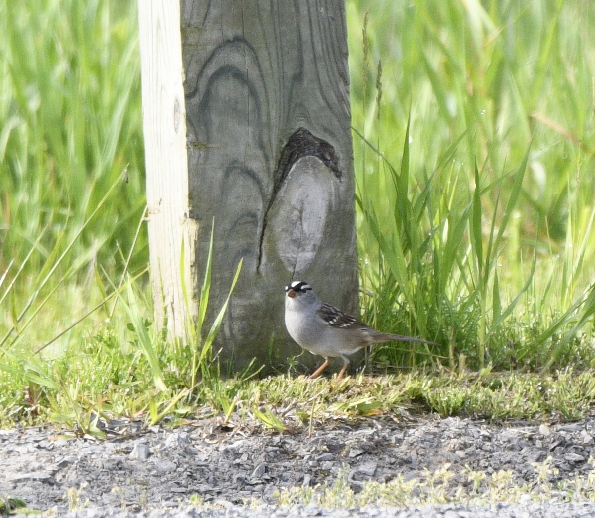 White-crowned Sparrow - ML619906113